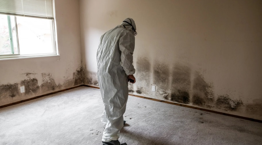 Mold Inspection